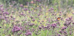 Anyone can be a citizen scientist