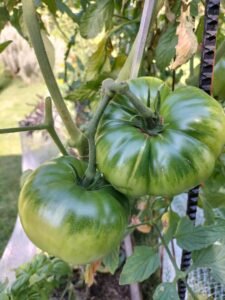 Tips could help you grow Bloemfontein’s biggest tomato