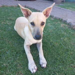 Lack of funds sees animal rescue centre shut its doors