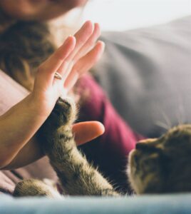 Learn your pet’s love language on the Day of Love