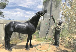 Karoo-kunstenaars en kie se werk kan op feeste pronk