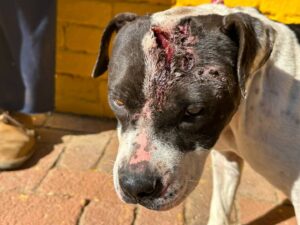 Dog owner breaks bottle on pitbull’s head