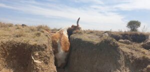 SPCA in Bloemfontein to the rescue