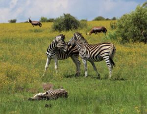 Naval Hill Donderdag toe weens die vang van wild