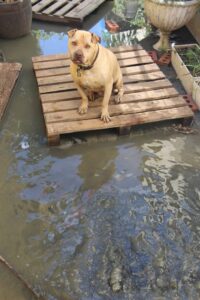 Rioolwater vloei soos ’n rivier deur erf