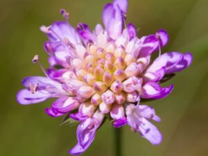 Embracing bees as garden guests has wholesome (food) chain reaction