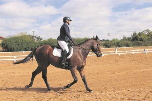 Horses, riders put through their paces
