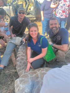 Young giraffe makes remarkable recovery after groundbreaking surgery