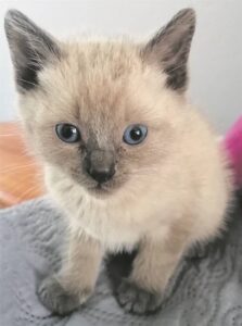 Dapper Muis nou tuis in haar veilige huis