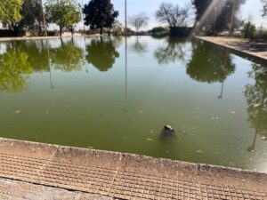 Heidedal-swembad in haglike toestand