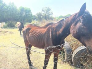 Perde-eienaar swaar gestraf