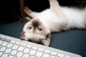 Pawsitively purrfect: Fabulous ways to spoil your kitty on International Cat Day