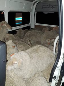 Police found 22 merino sheep in taxi between Bloemfontein and Dewetsdorp