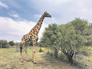 Kiek-kompetisie nou anders