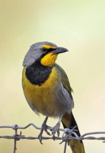 Bewarea-voëls skud vere reg sodat Bloemfonteiners wenfoto’s kan neem