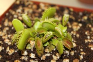 Verken die wêreld van karnivoor-troetelplante