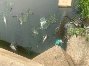 Dooie visse versterk kommer oor gevare in stad se water
