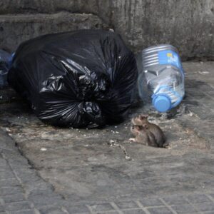 Poor waste management can be fatal