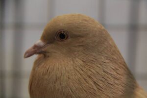 Koer-koer, nuuskieriges kan inloer