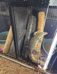 Shocking find of suffering wild animals made in Hennenman