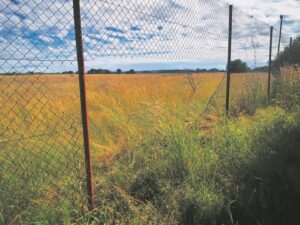 Veediefstal vasgevat