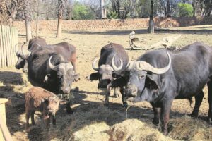 Bfn Zoo gets a lifeline
