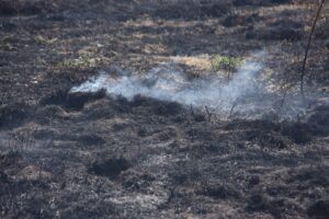 Diere van kant gemaak ná erge veldbrande in VS