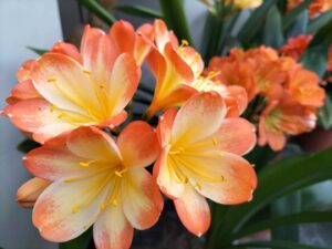 Clivias verfraai Bfn-inkopiesentrum