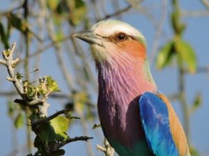 Voëlkyk ontspannend, terapeuties