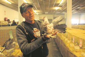 Duiwe opgetof vir skou