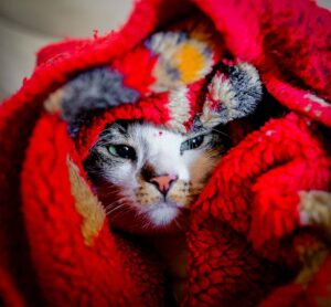 Pets and fireworks do not go together, but you can help