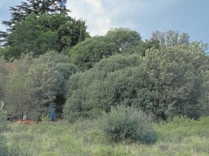 Omheining maak Westdenepark-bewarea een van die dae veiliger, skoner
