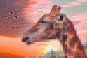 Wenkiekies steel die kollig