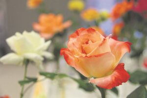 Oord bied roosfees weer aan