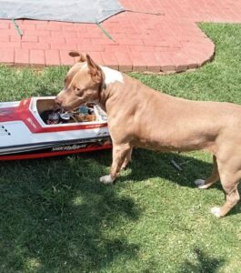 Onwettige afvuur van vuurwerke verwilder diere