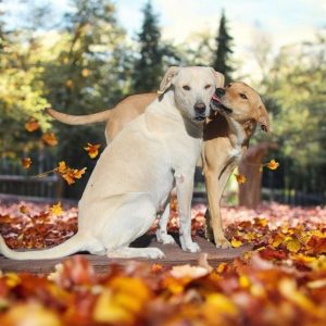 Huistoe wil spesiale sensoriese tuin vir getraumatiseerde honde inrig