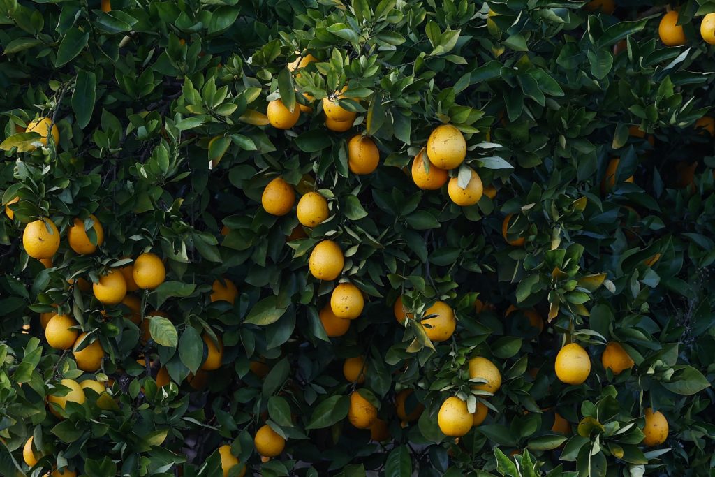Oranges on a tree at a citrus farm on the N4 outside Mbombela. (Photo by Phill Magakoe / AFP)