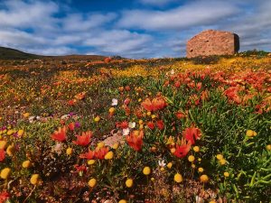 Boordevol Namakwaland gee vrylik