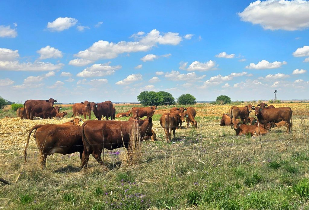 'n Besluit is geneem om 17 kampioenskappe by vanjaar se Bloemskou te kanselleer oor die gevaar van bek-en-klouseer.