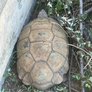 Fyntrap in Westdenepark: Daardie klip wat roer is dalk skillie wat vir jou loer