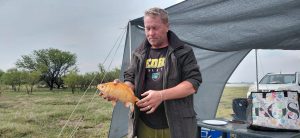 Groot goudvis in dam laat die oë rek