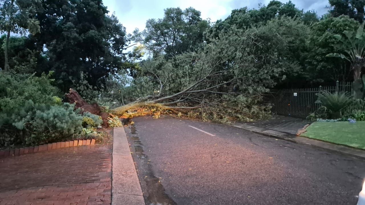 ‘n Verwoestende storm het Welkom en die Goudveld op Dinsdag omstreeks 14:45 getref en bome is omgewaai. Hierdie boom is by Kroongas se Welkom-tak. FOTO: Juanita Steyn