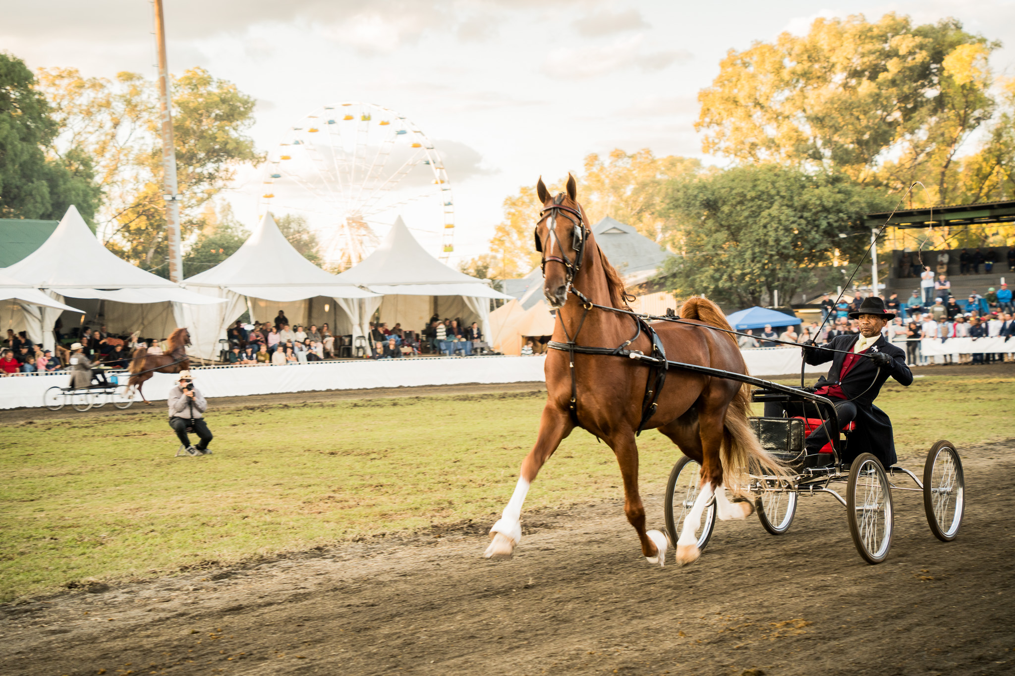 Deadly disease forces Bloem Show to cancel cattle and small-stock show for 2026