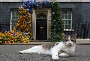 Paw patrol: Larry the cat marks 15 years of ‘service’ at 10 Downing Street