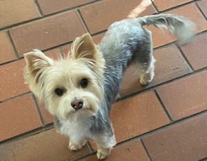 Blye einde ná dae-lange soektog na Yorkie in veld by Langenhovenpark