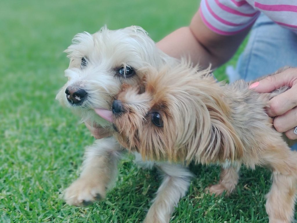 Minkie en haar maatjie Lucy gee mekaar soentjies op die grasperk by die huis. FOTO: Lientjie Mentz