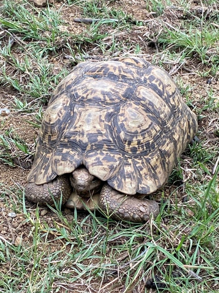 Many tortoises now call the conservancy their home.