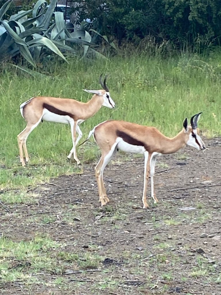 Two springbuck Caspian and Eman are now residents of the Westedene Park Conservancy. PHOTO: Supplied