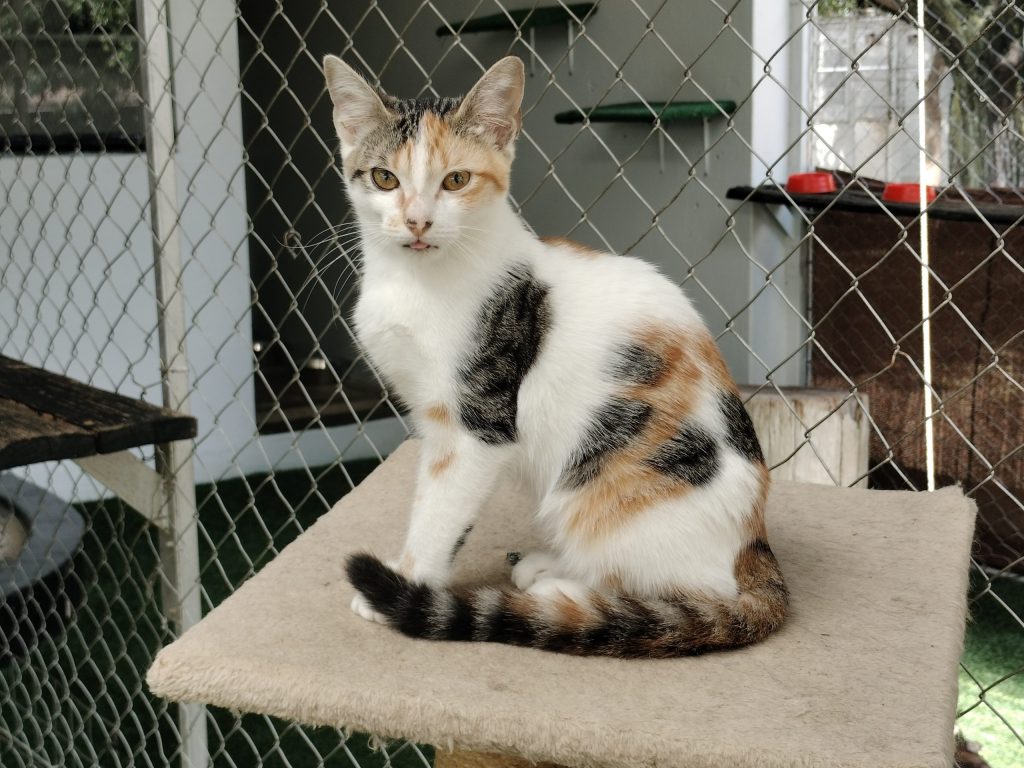 A cat at the Bloemfontein SPCA waiting for adoption. PHOTO: Lientjie Mentz
