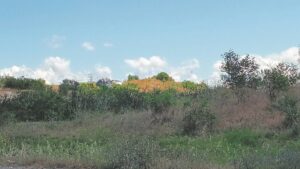 Zithi zilinde ngomdla iingcibi